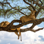 Tree climbing lions in manyara national park camping safari