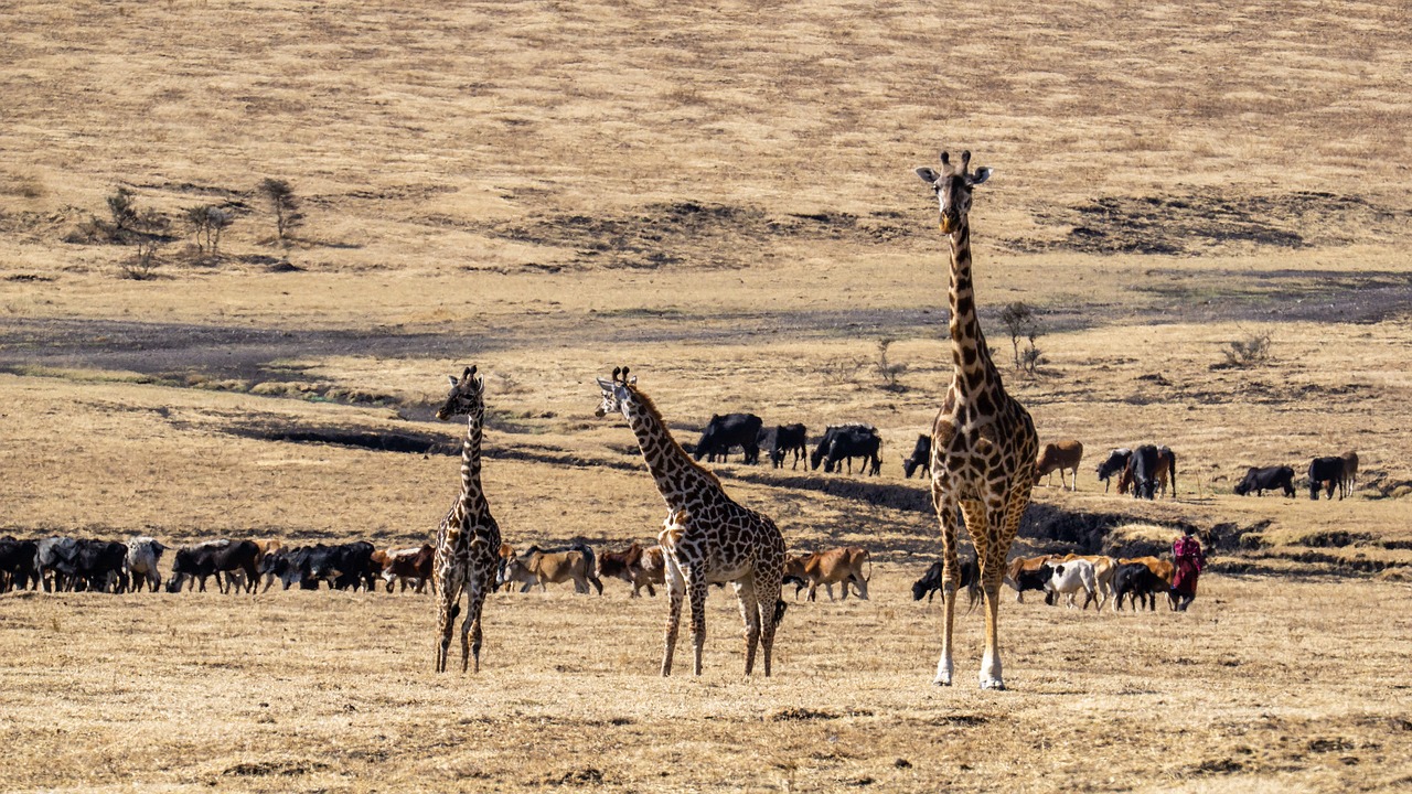 giraffes, animals, tanzania