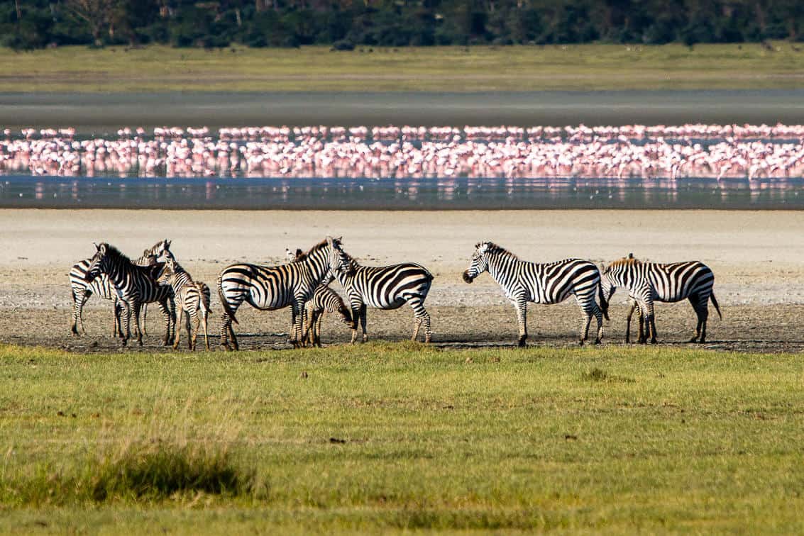 Animals at ngorongoro crater "African Eden"