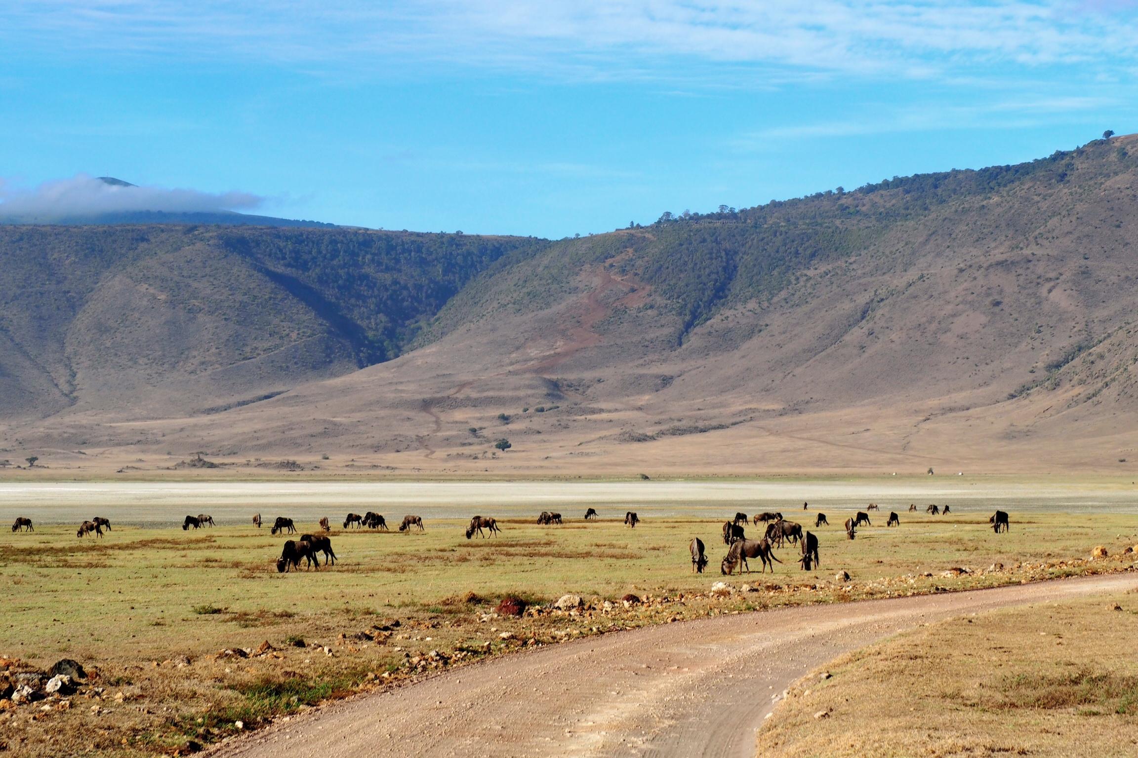 best safari destination tanzania vs kenya