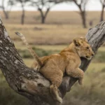 Lake Manyara Tarangire safari guide