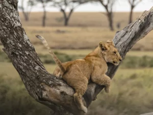 Lake Manyara Tarangire safari guide