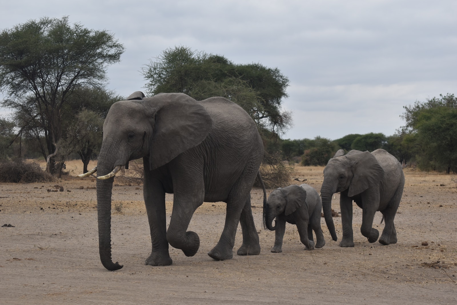 a group of elephants walk across a dirt road