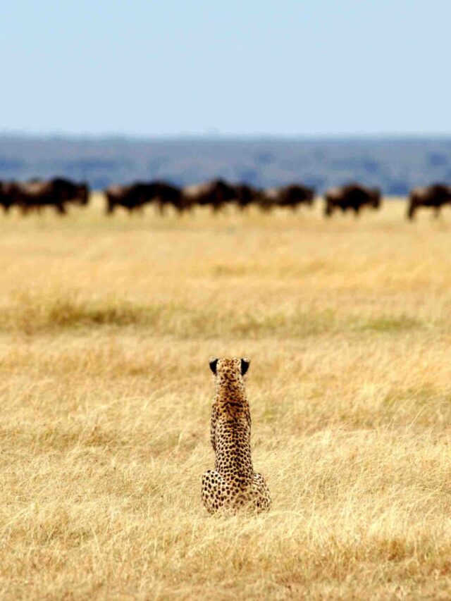 Where to See the Big Five in Tanzania Serengeti vs Ngorongoro vs Tarangire
