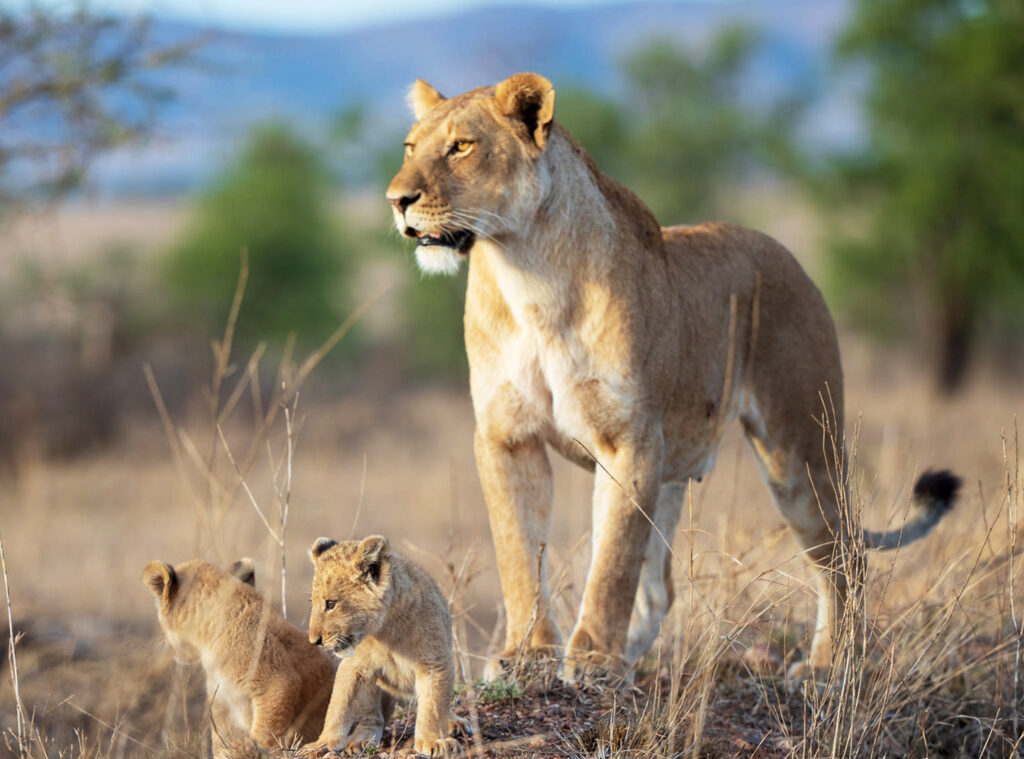 Serengeti safari cost