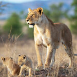 Serengeti safari cost