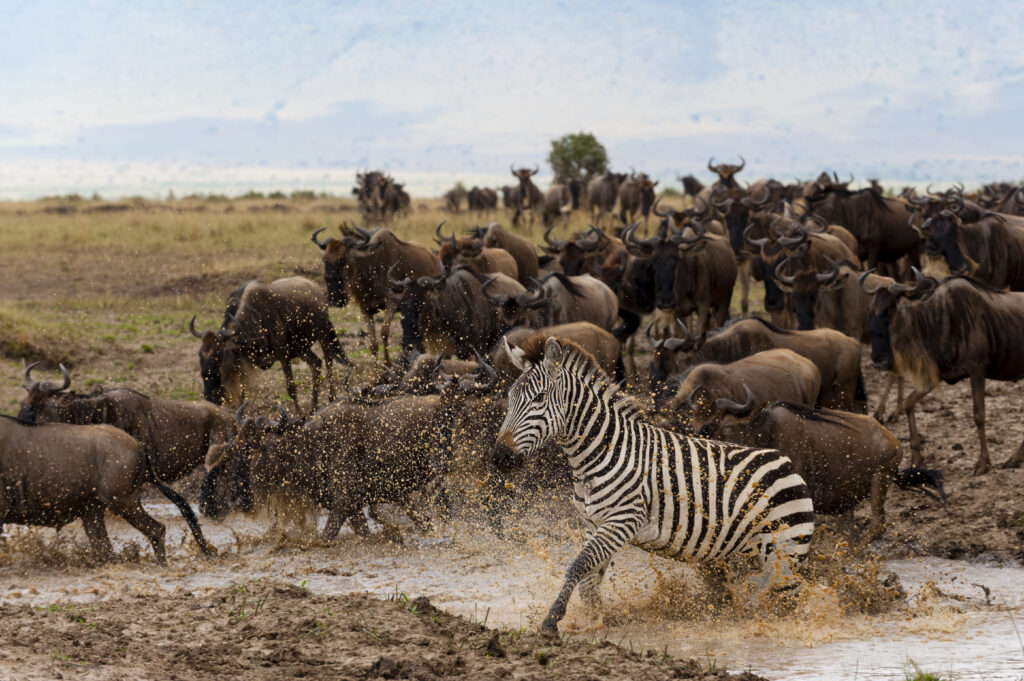 3-Day Northern Serengeti Safari from Zanzibar
