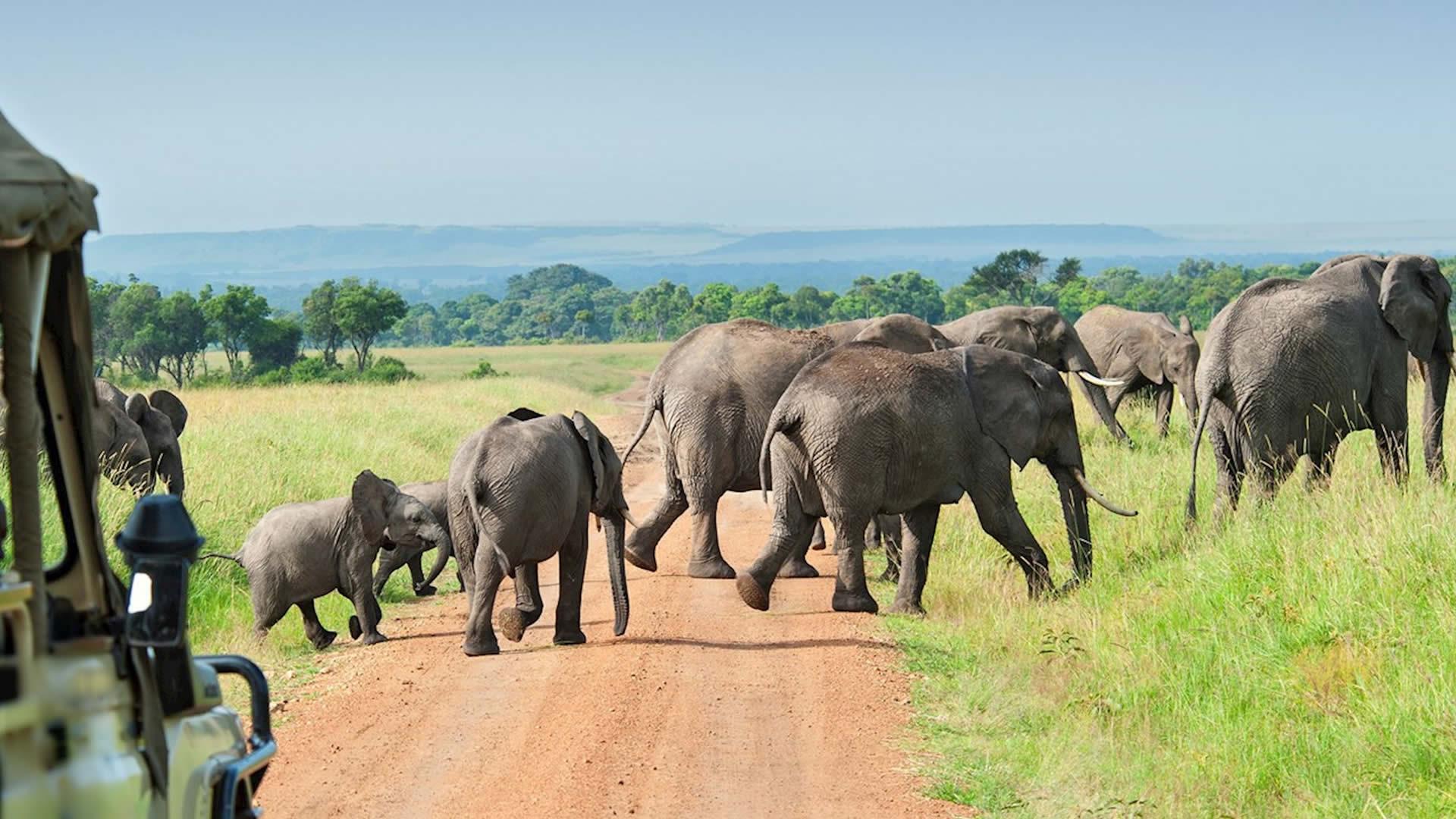 Elephants in Ruaha National Park, Tanzania hidden parks