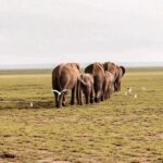 Tanzania safari cost Tarangire