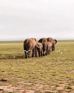 Tanzania safari cost Tarangire