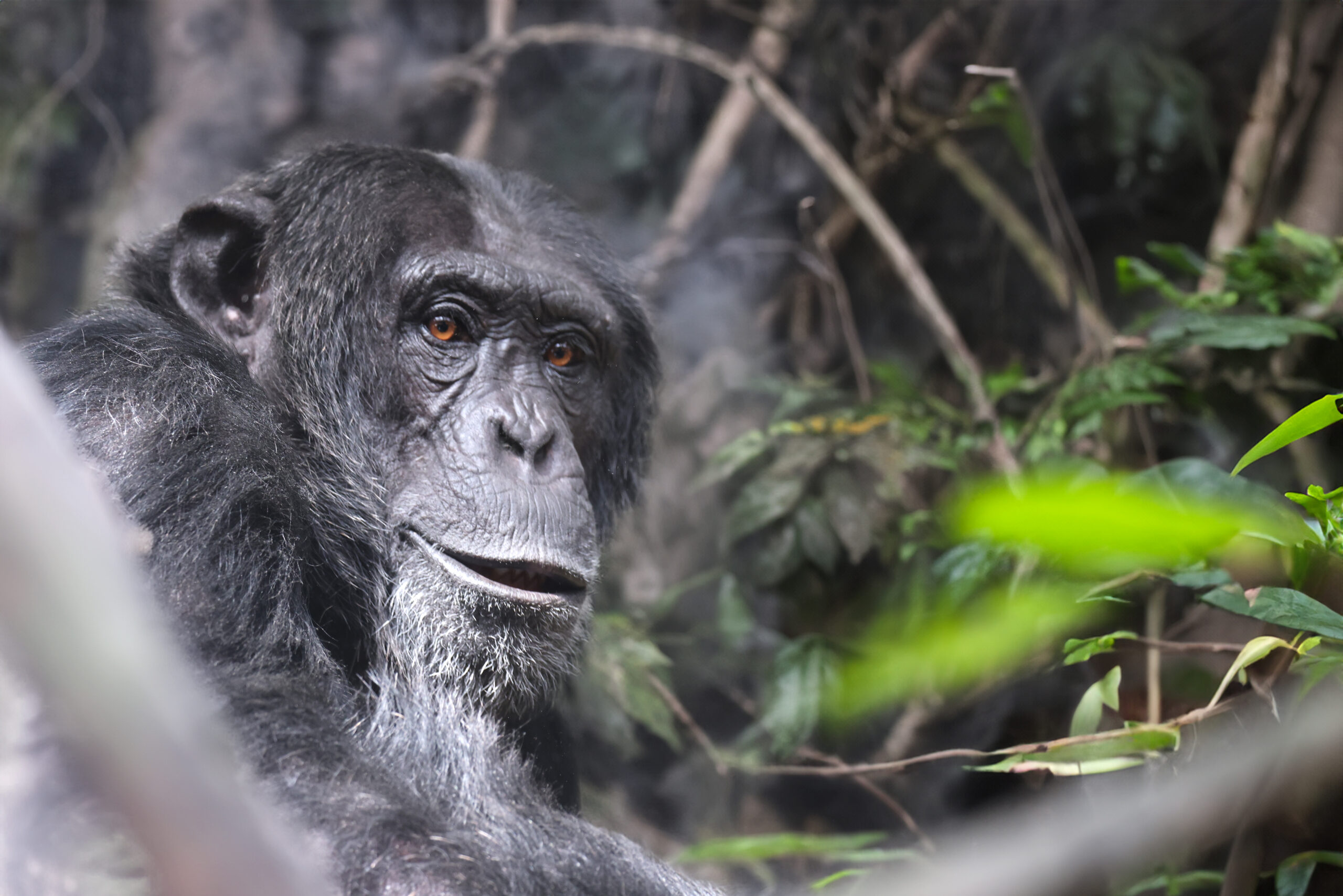 Chimpanzees in Mahale Mountains National Park