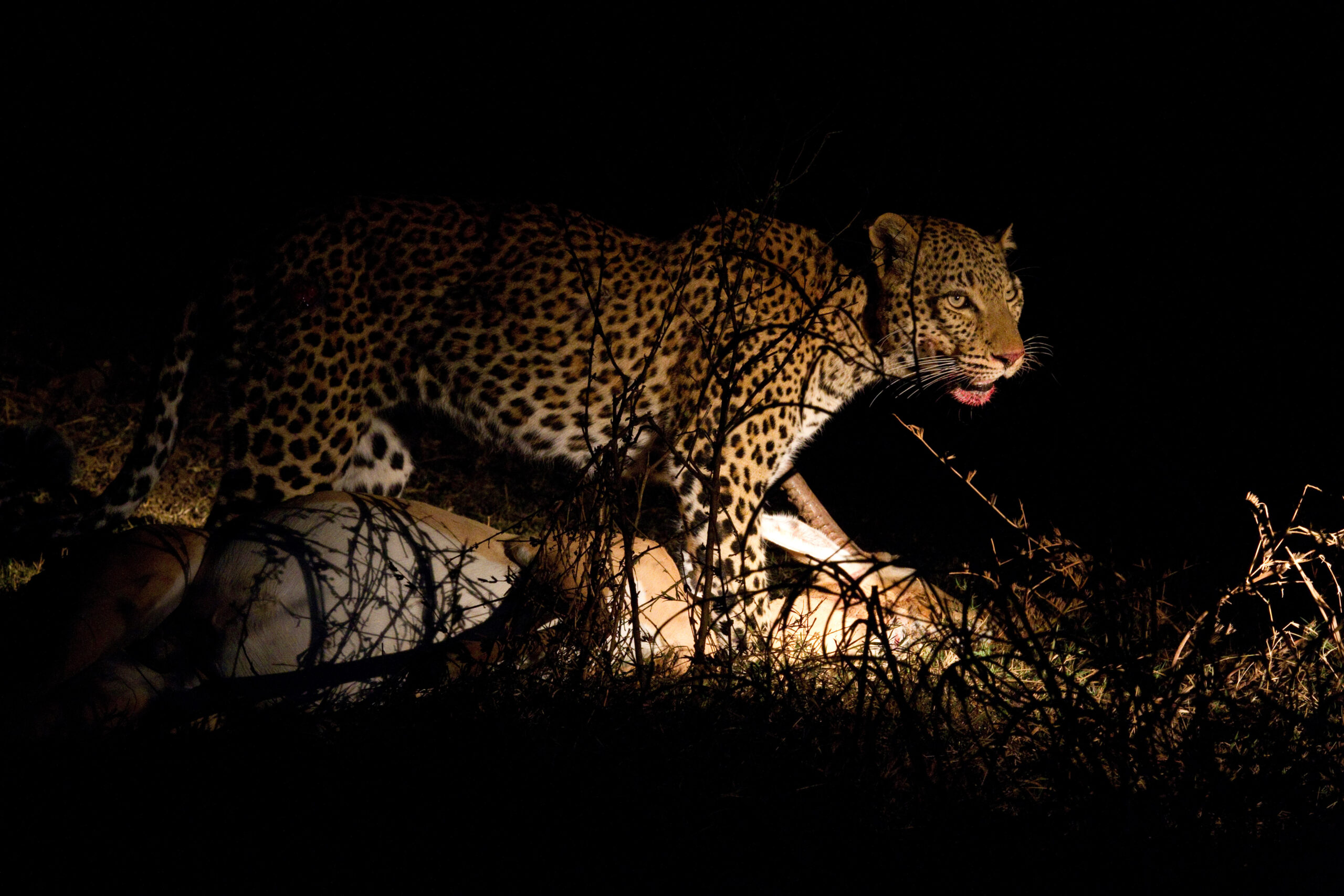 night game drives in Tanzania