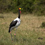 bird watching Tanzania