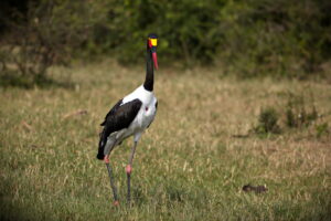 bird watching Tanzania