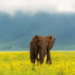 Best Time to Visit Ngorongoro Crater