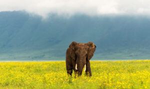 Best Time to Visit Ngorongoro Crater