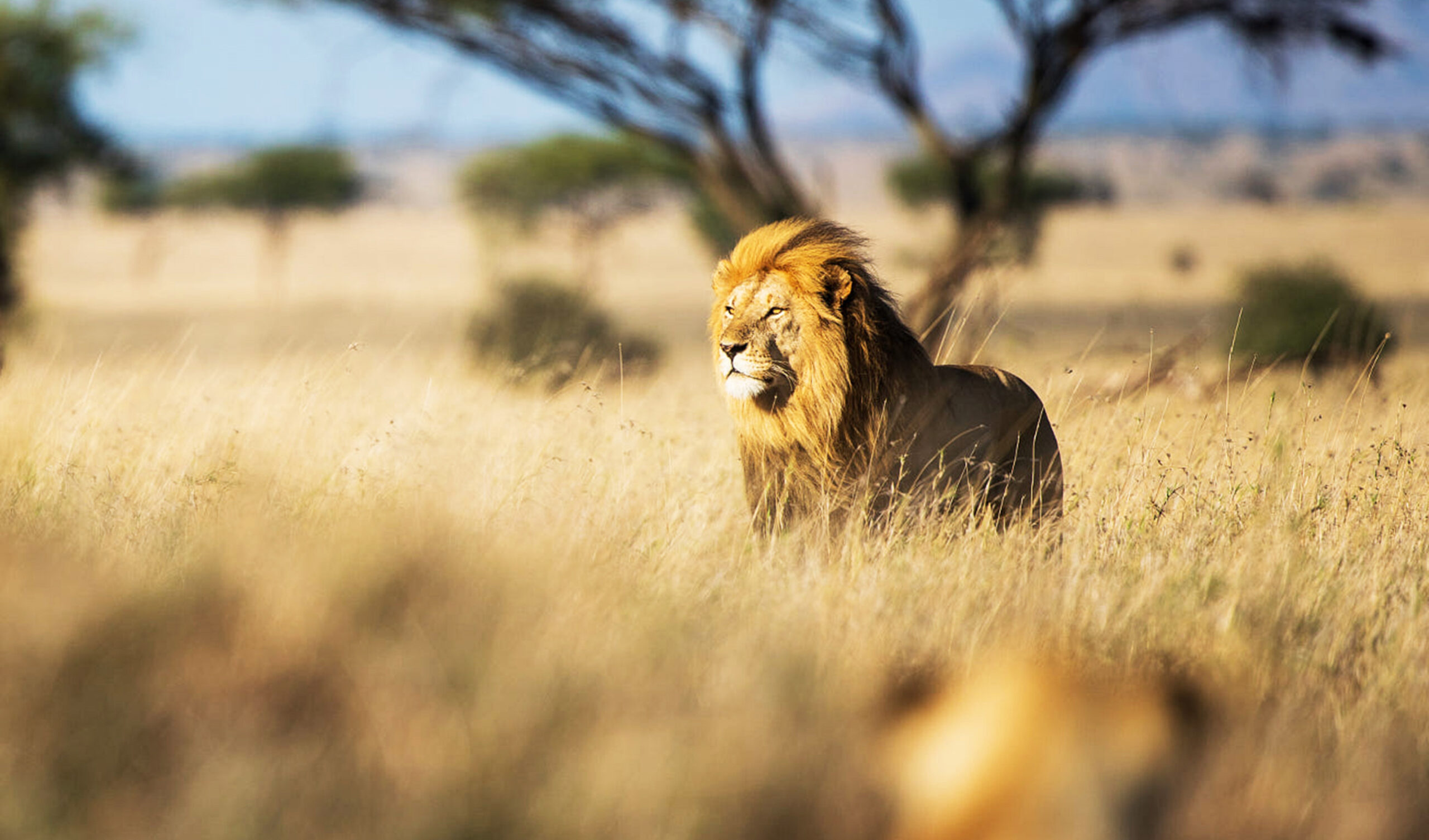 luxury vs mid-range safari Tanzania