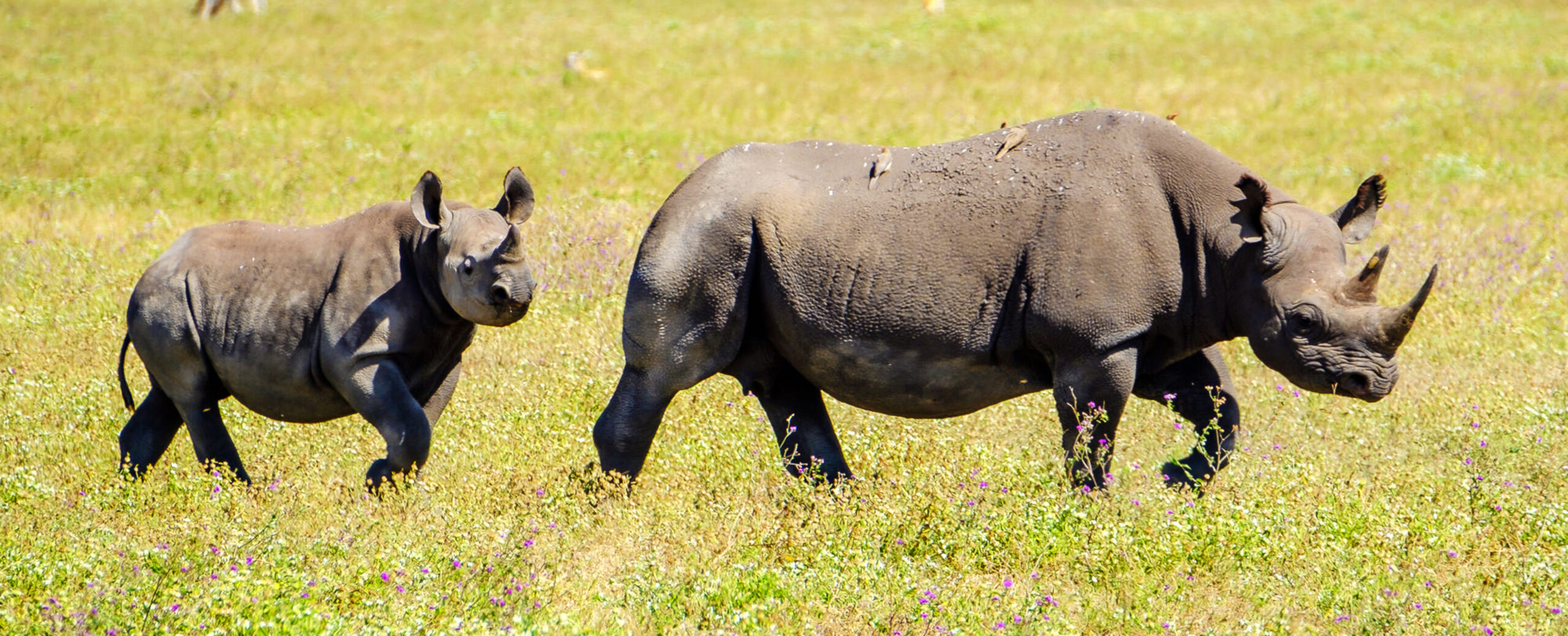 Black Rhino Best Time to Visit Ngorongoro Crater