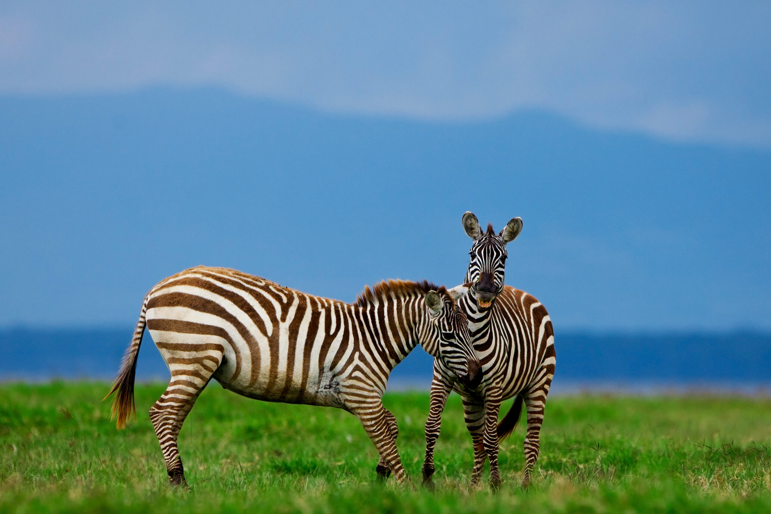 how long should a Tanzania safari be guide